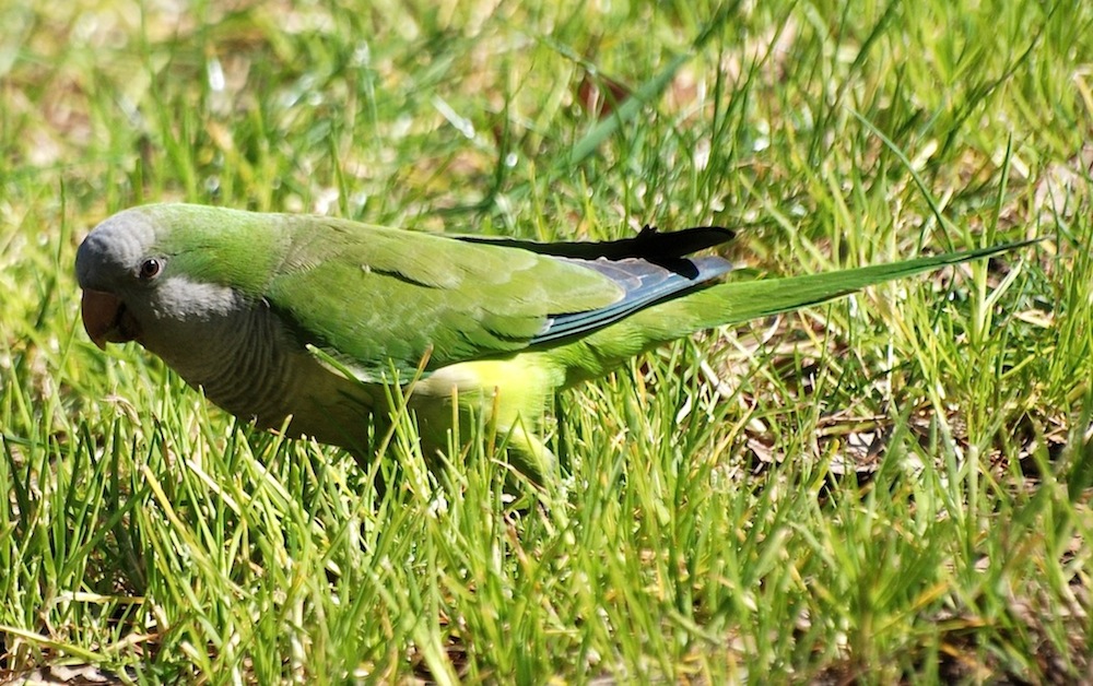 I parrocchetti di Castelfusano (Roma)